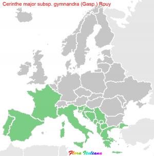 Cerinthe major subsp. gymnandra (Gasp.) Rouy